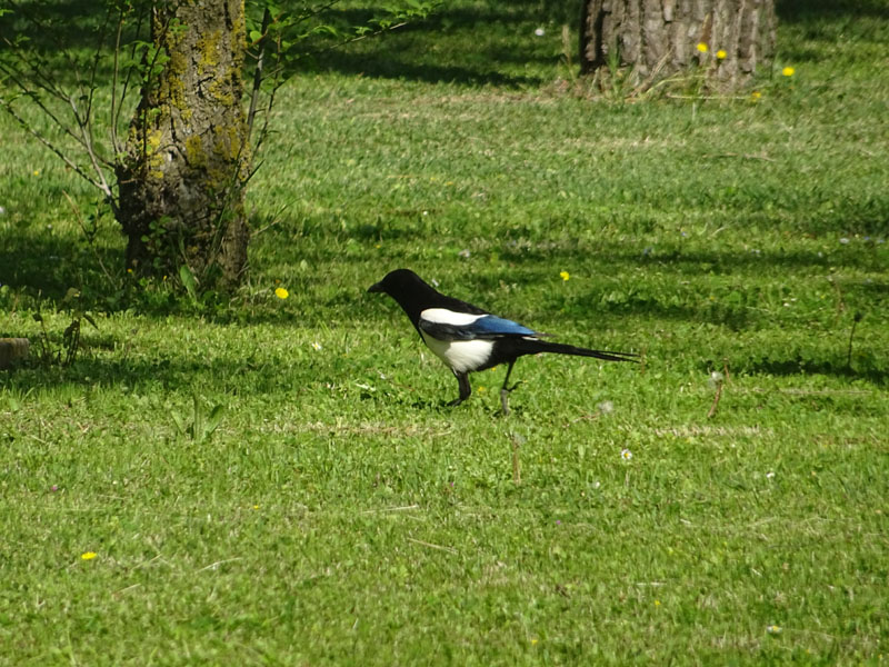 Pica pica - Corvidae